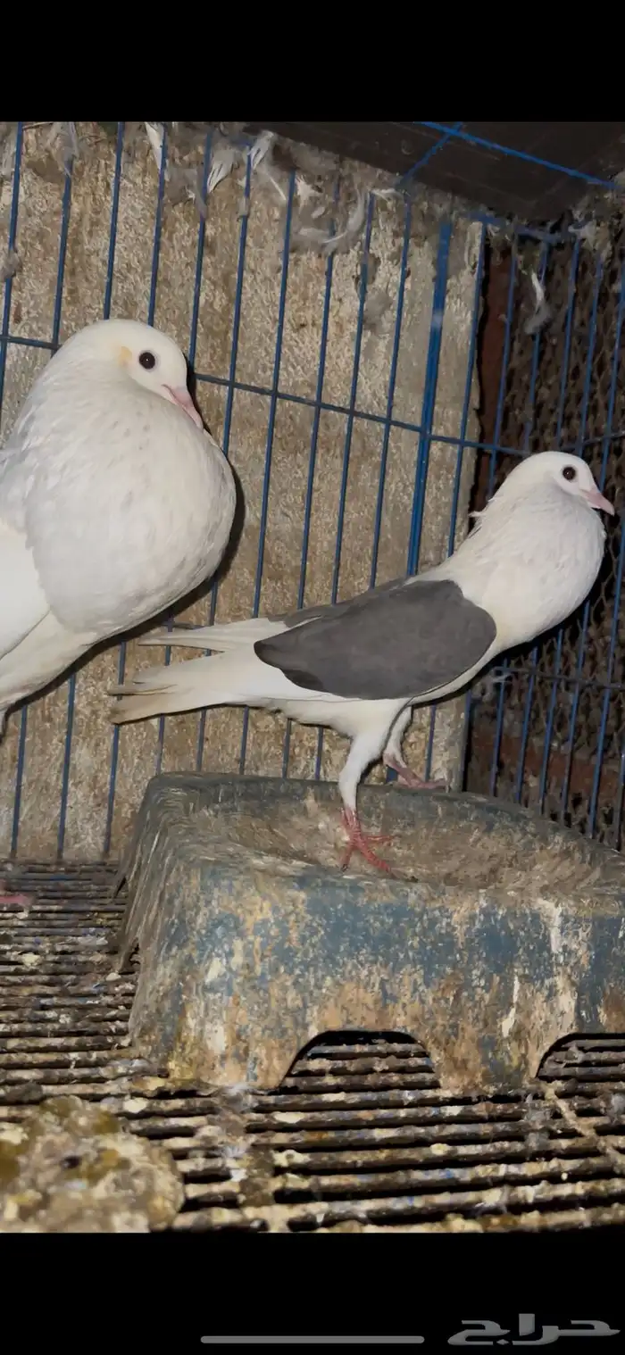 حمام زينه 23