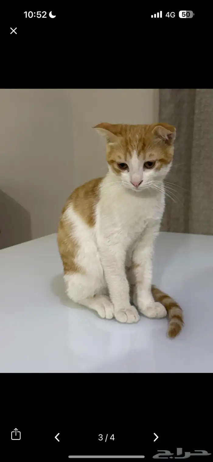 عندي 6 قطاوة للتبني .. 1