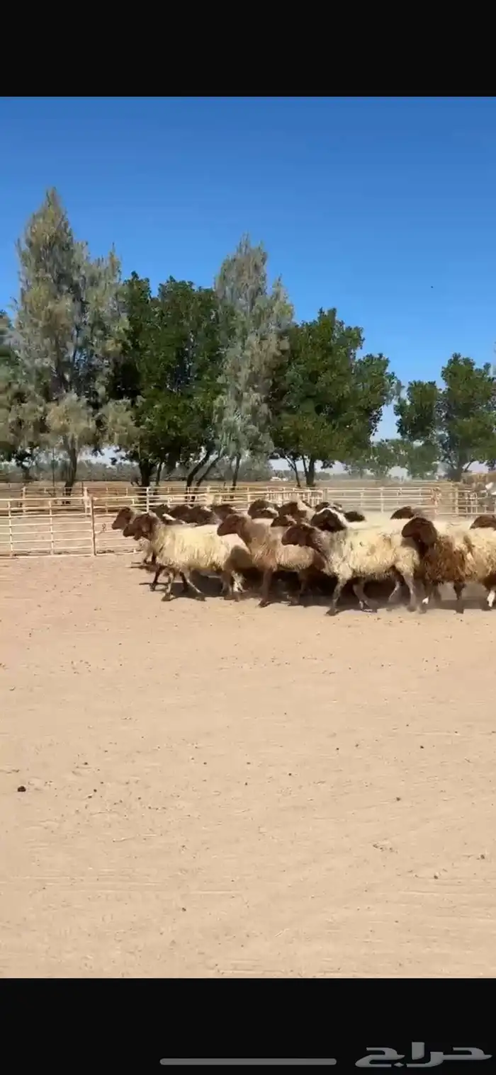 غنم نعيم طيببه للبيع 5