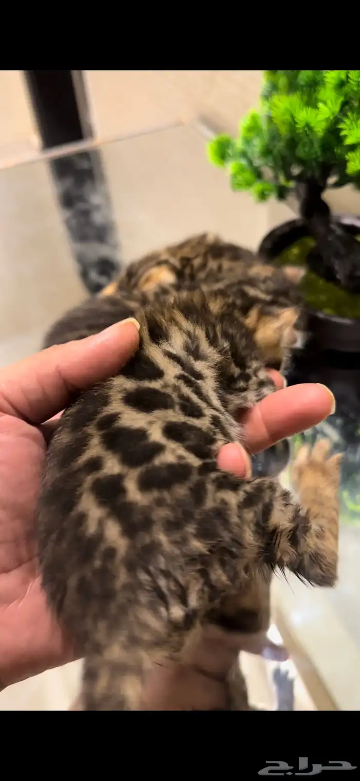 قطط بنغال براون مستويات قوية متبقي ذكر وانثى 7