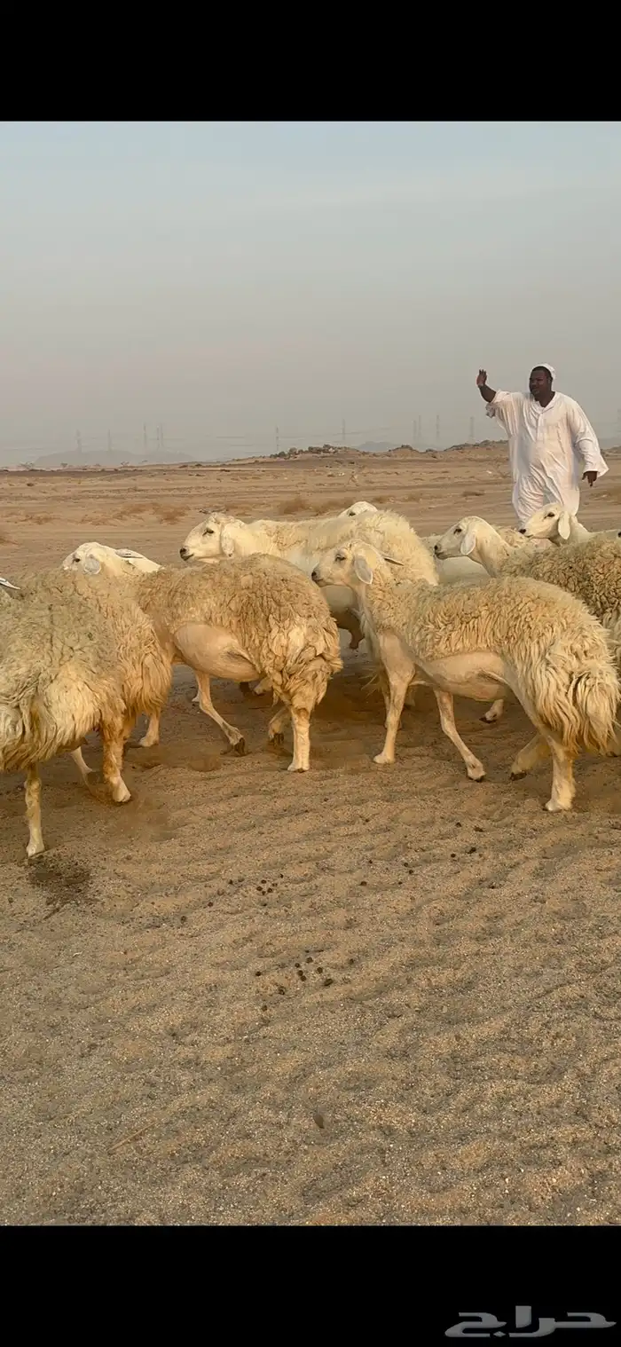 غنم حرية رخال مراح واحد وسم واحد 47 تحتها 1 14