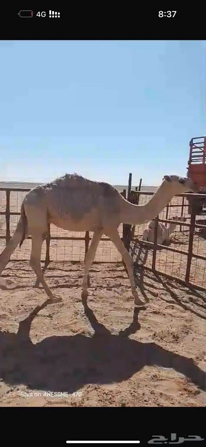 قعدان قصب للبيع 0