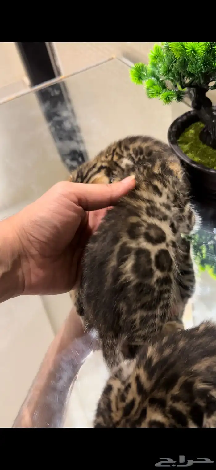 قطط بنغال براون مستويات قوية متبقي ذكر وانثى 2