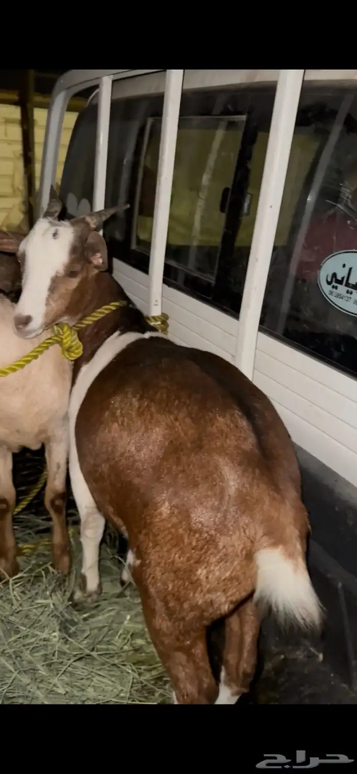 تيوس كفو فل شحم جذعان 3