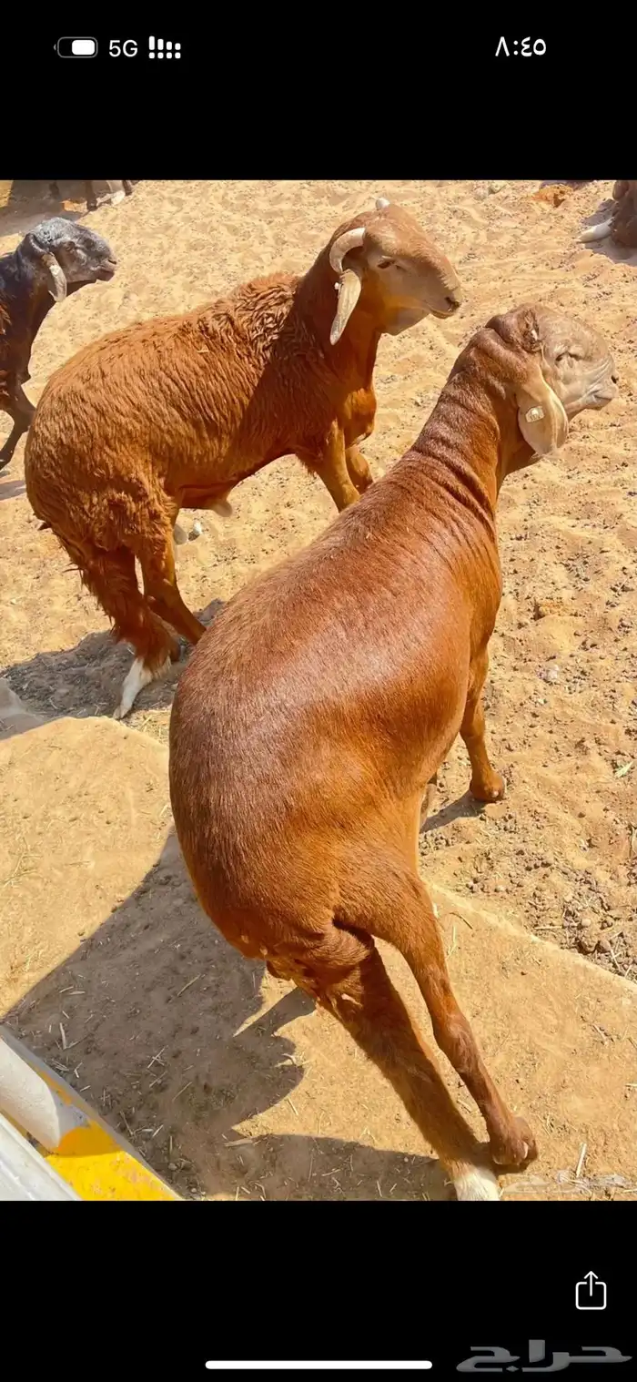 سواكن مرابي 0