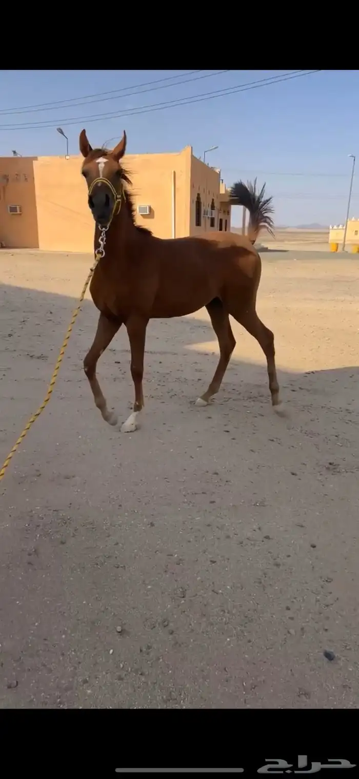 مهره العمر سبع شهور تقريبا 1