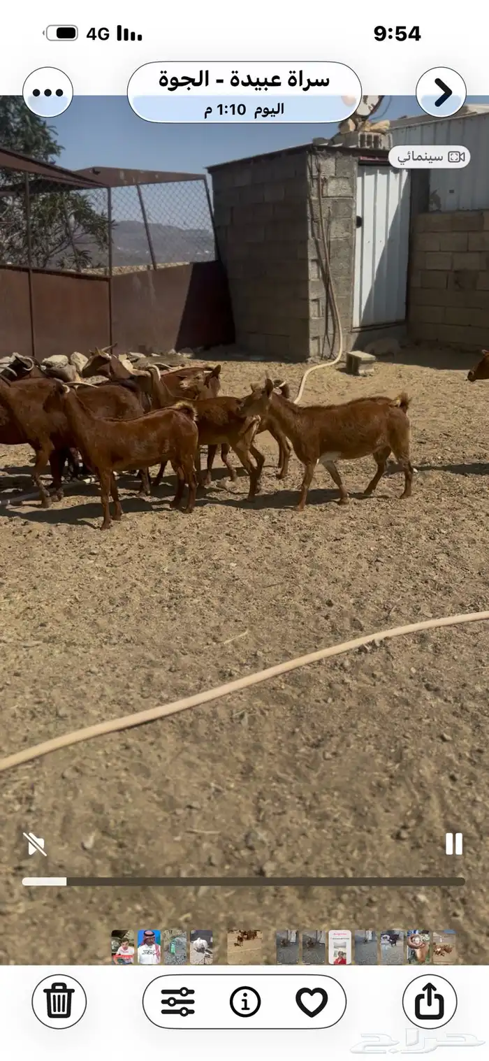 معزا دفيع للبيع 0