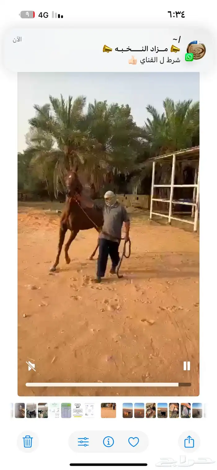 للبيع حصان معسوف وطيب وشرط الصحه   البيع سمح 2