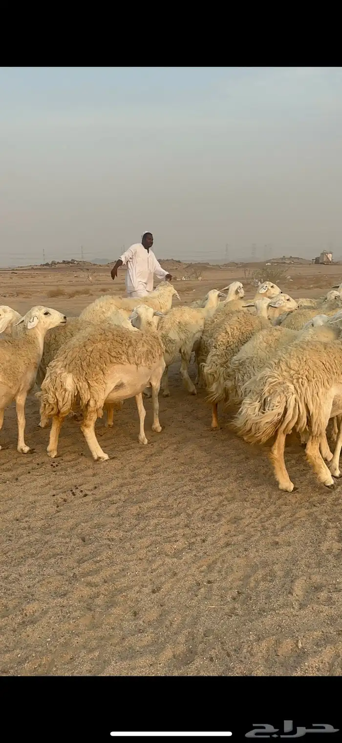 غنم حرية رخال مراح واحد وسم واحد 47 تحتها 1 13