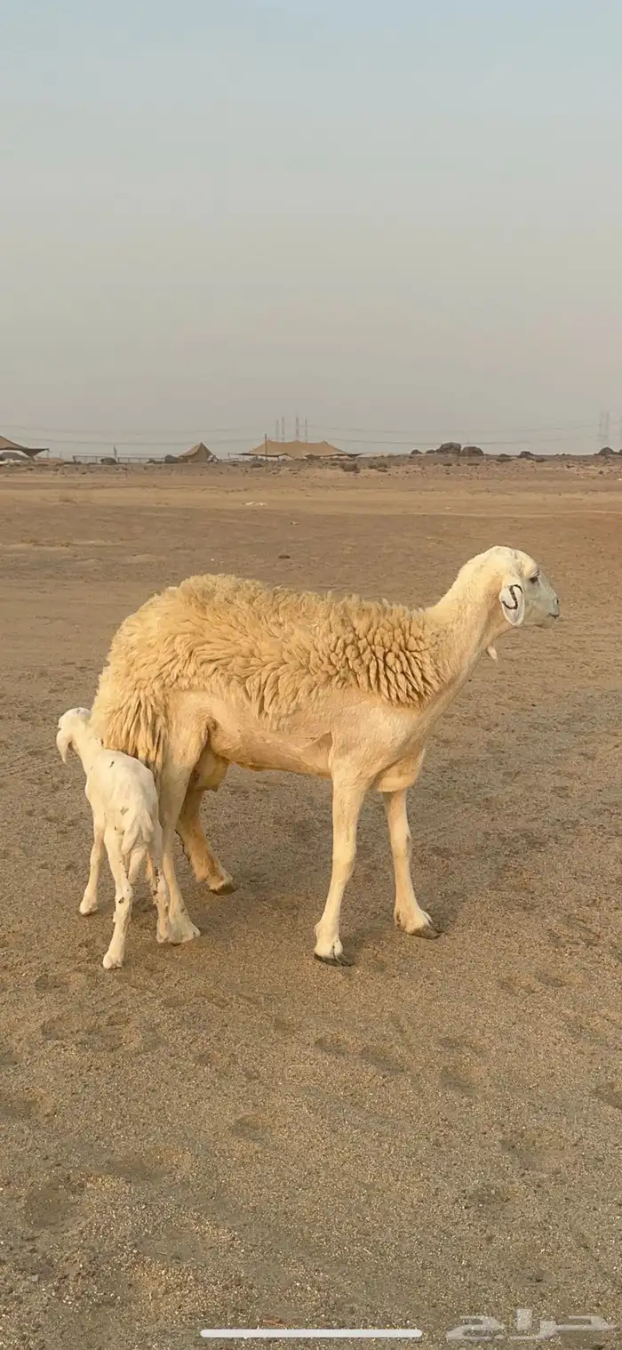 غنم حرية رخال مراح واحد وسم واحد 47 تحتها 1 0