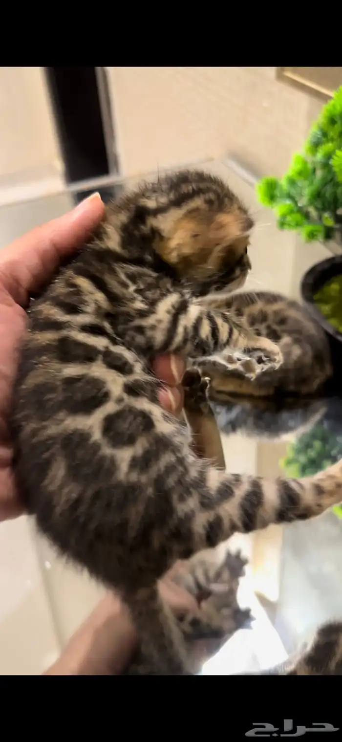 قطط بنغال براون مستويات قوية متبقي ذكر وانثى 1