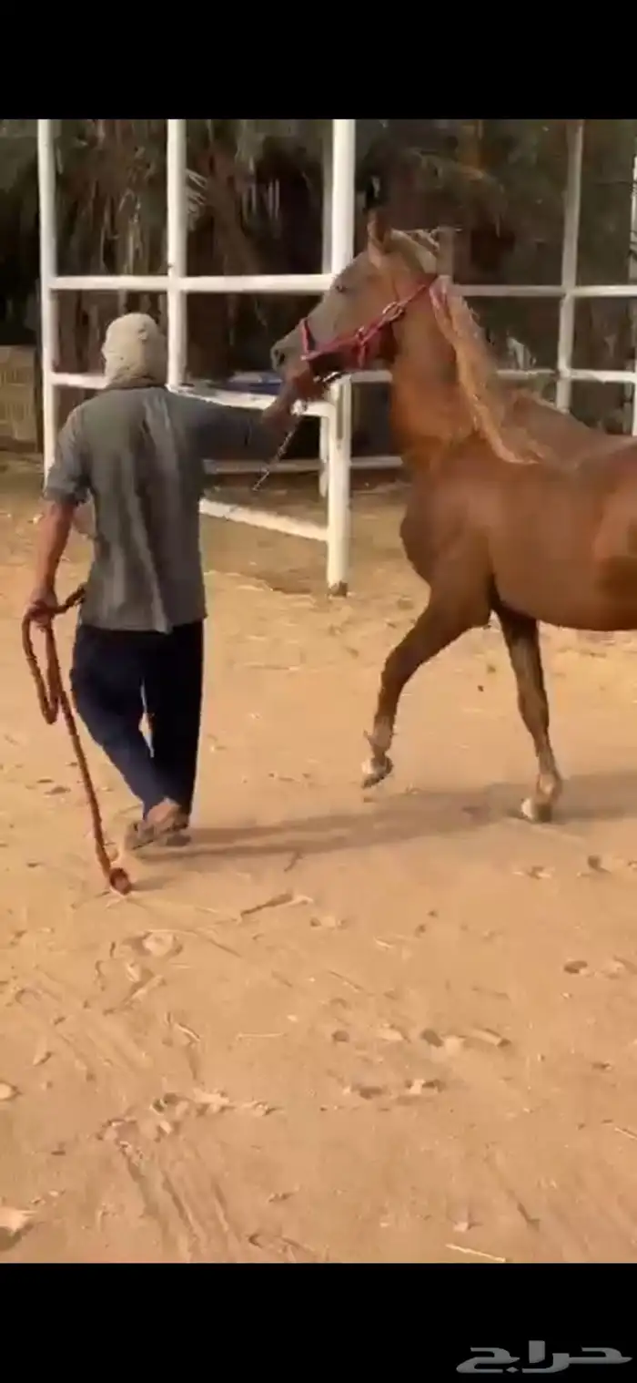 للبيع حصان معسوف وطيب وشرط الصحه   البيع سمح 4