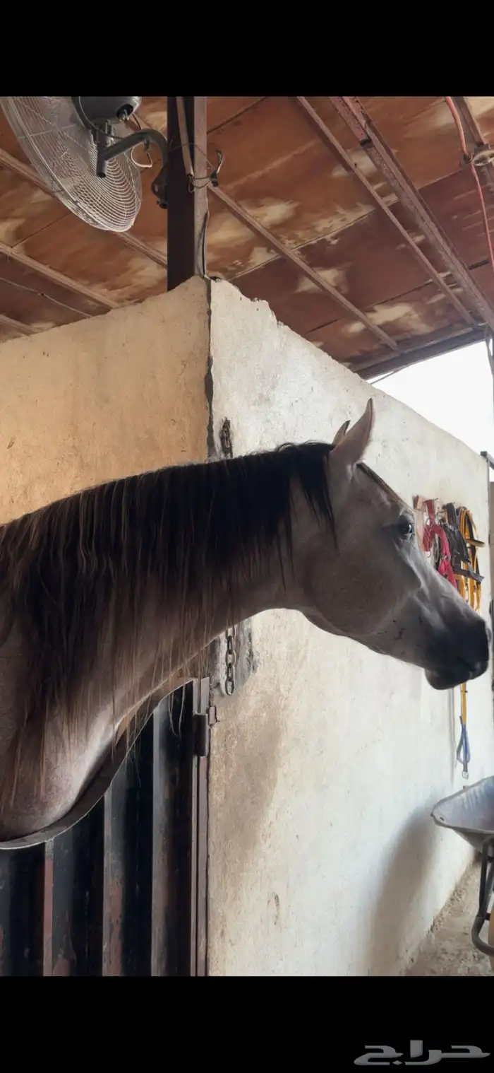 للبيع حصان 3