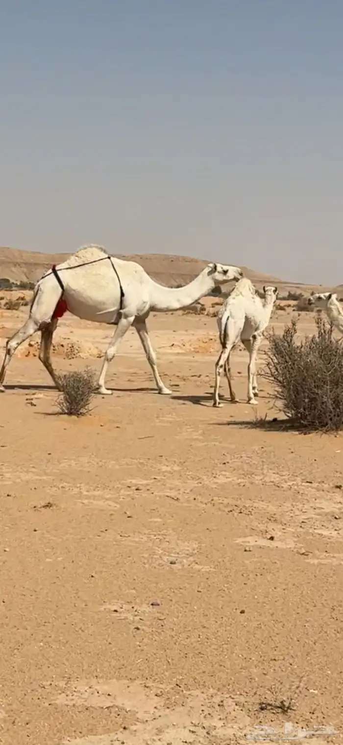 عشراء نظير 1