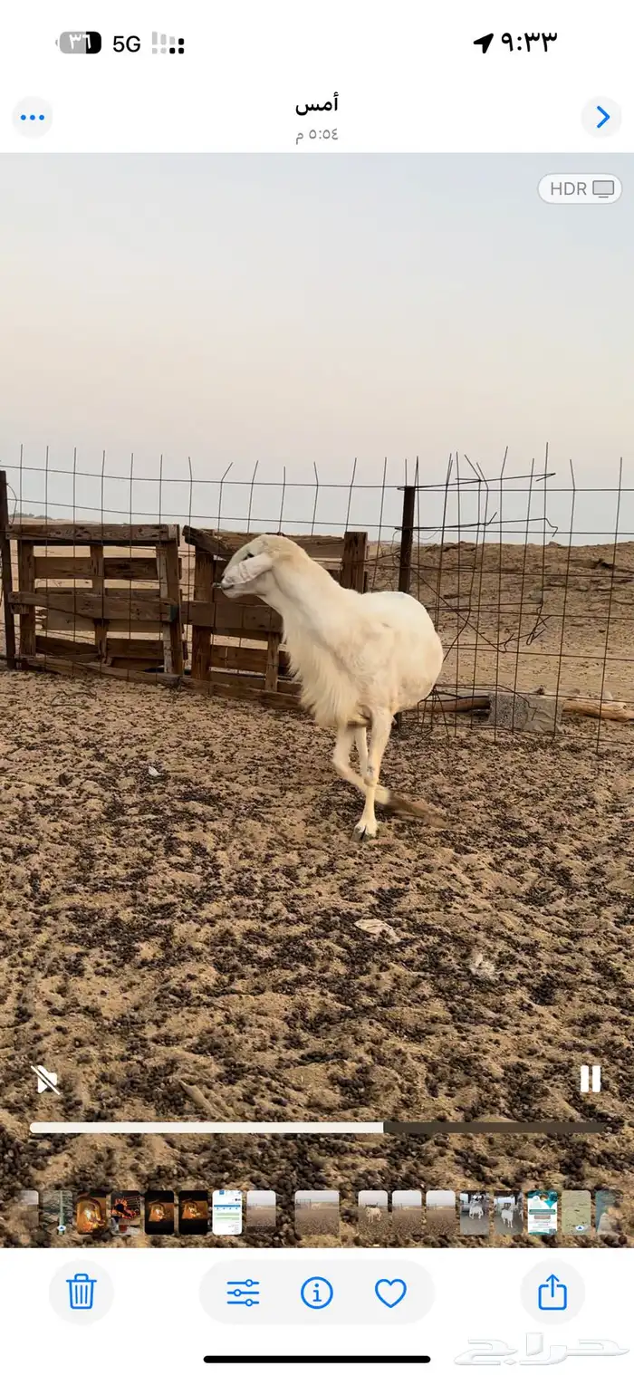 فحل حري مشروط 3