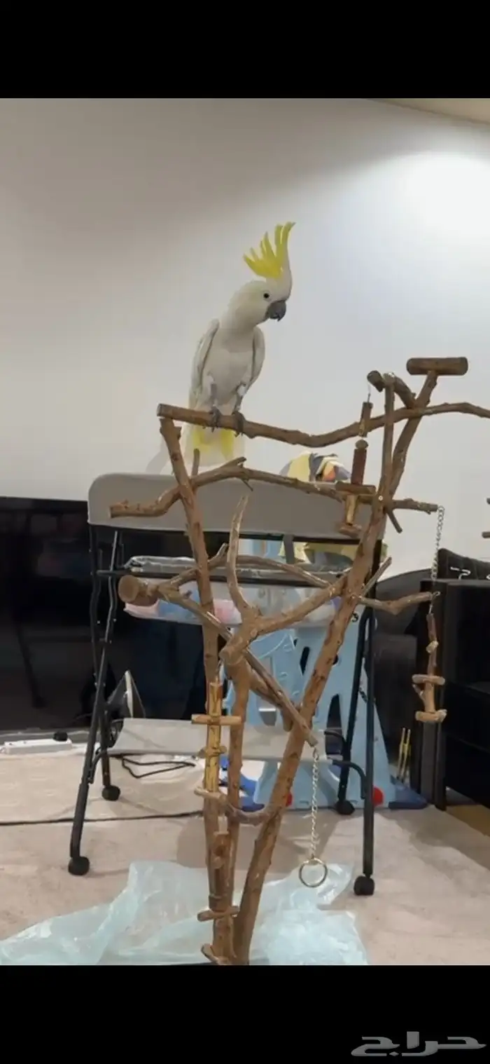 بغبغاء الكوكاتو سلفر 11