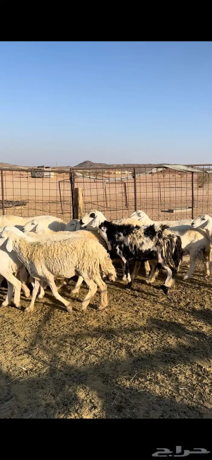 غنم حريات حرش 6