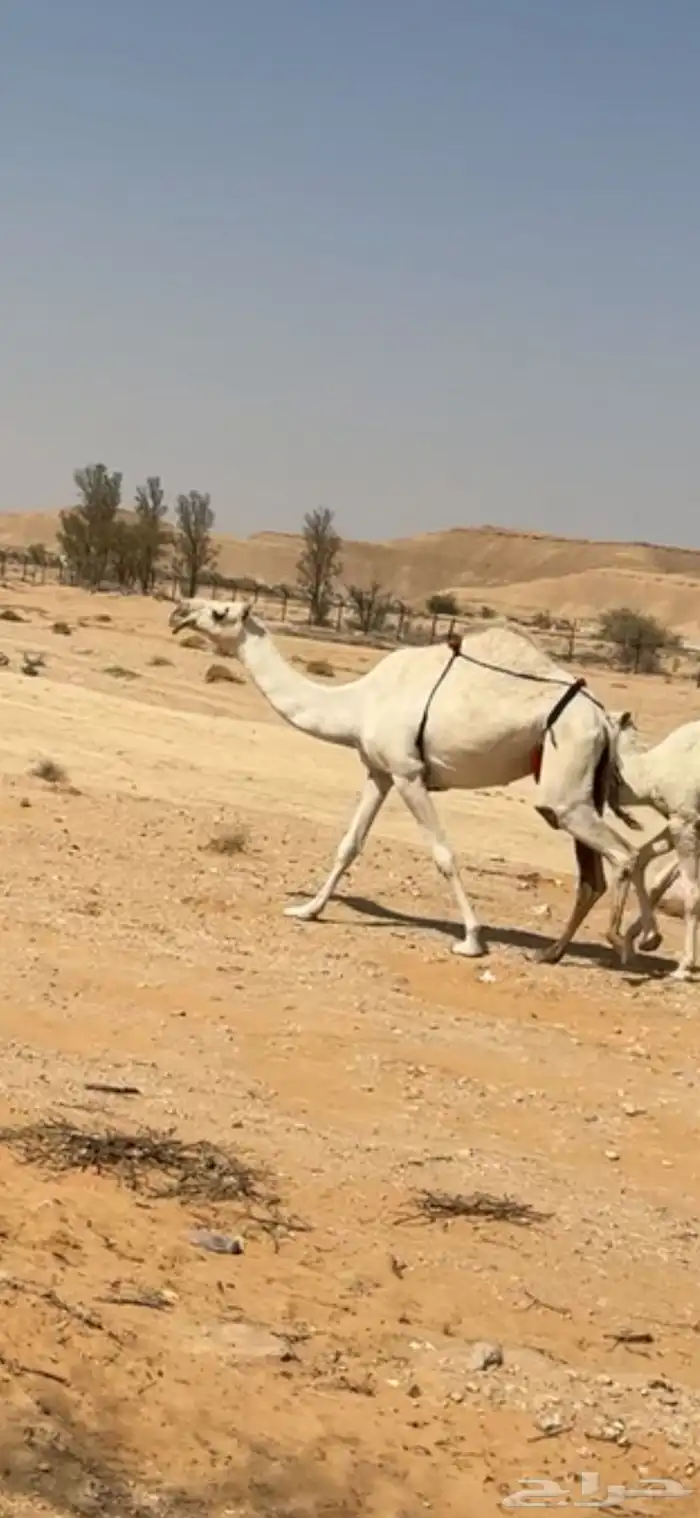 عشراء نظير 0