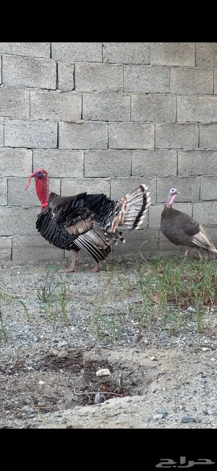 دجاج رومي منتج ( تم البيع ) 1