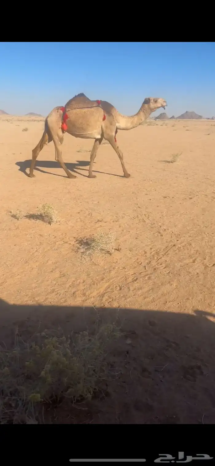 عشرا شعلا بايع ولدها اليوم 0