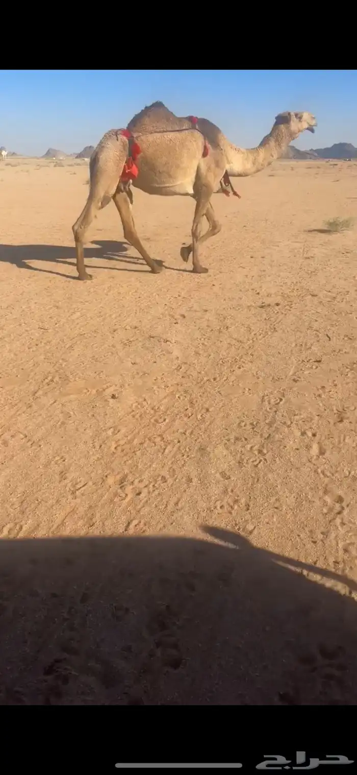 عشرا شعلا بايع ولدها اليوم 2