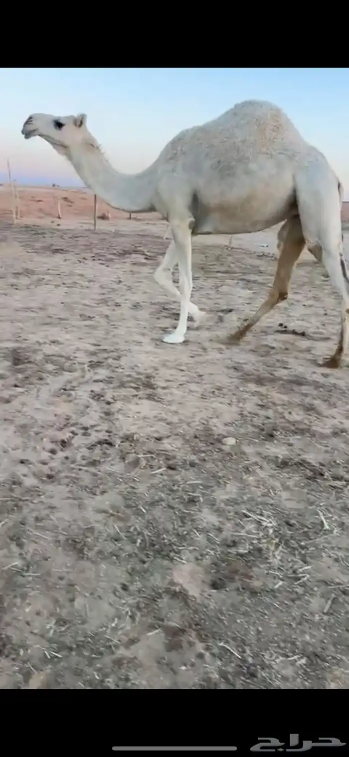 بكره ضريبه 0