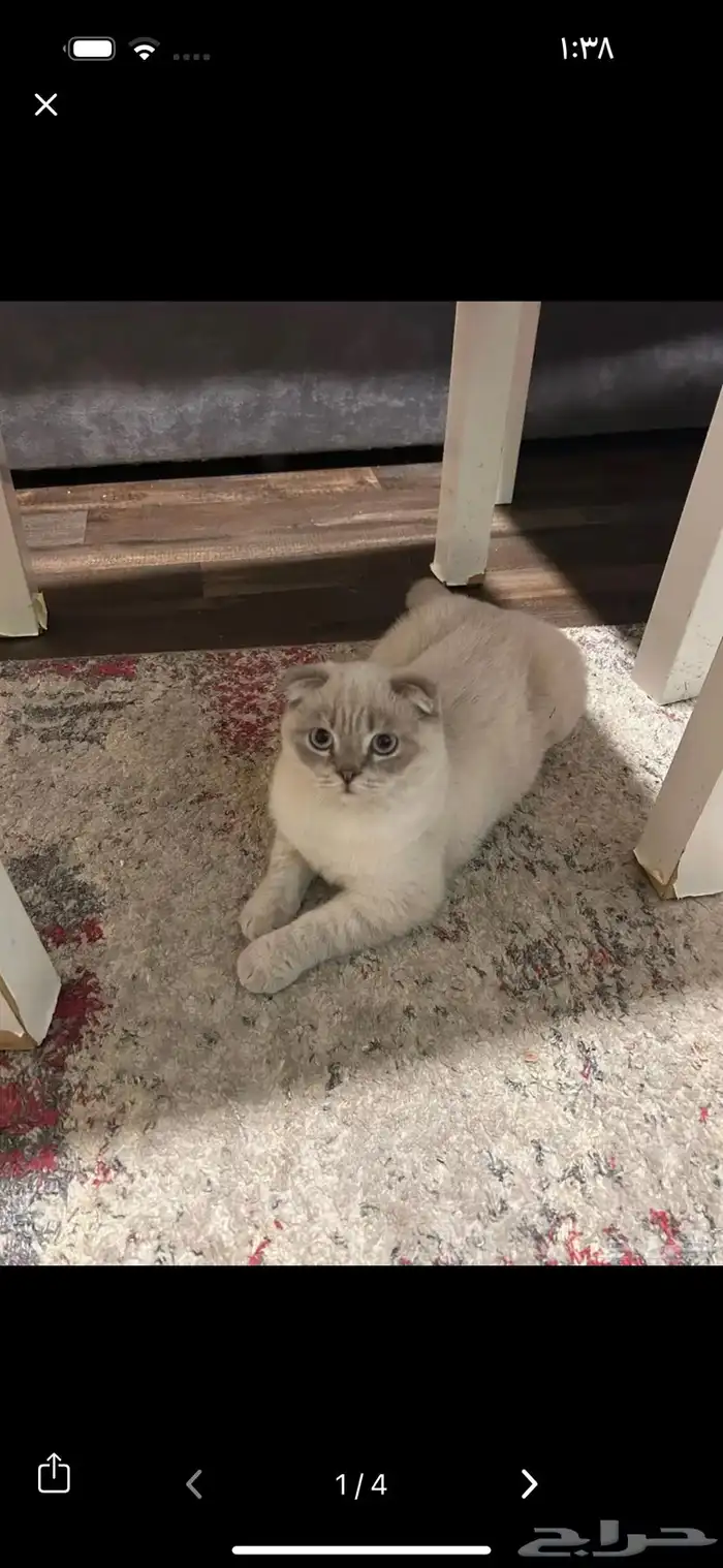 قطوه للبيع سكوتش فولد 1