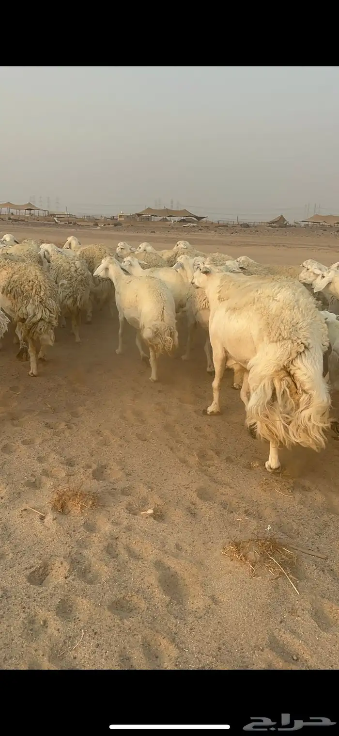 غنم حرية رخال مراح واحد وسم واحد 47 تحتها 1 18