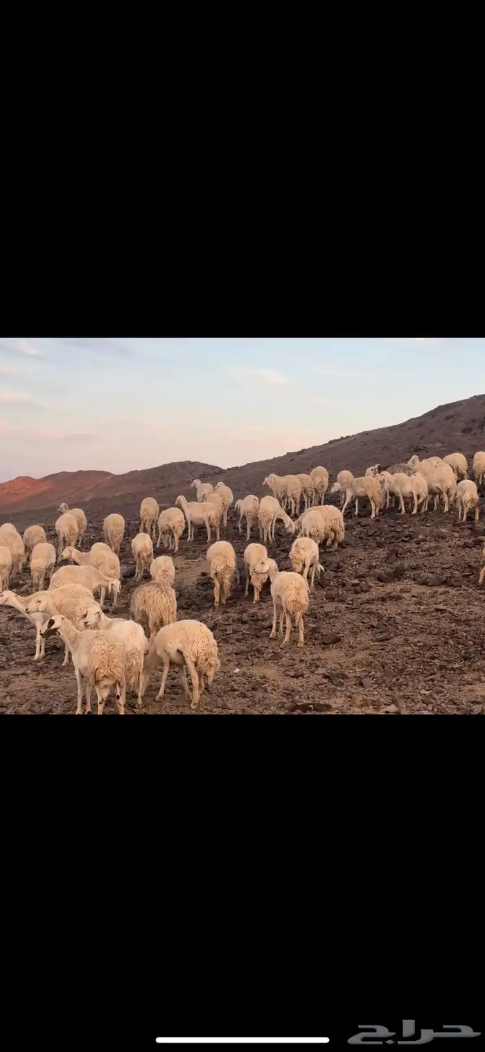 مراح حرش رخال تم البيع 1