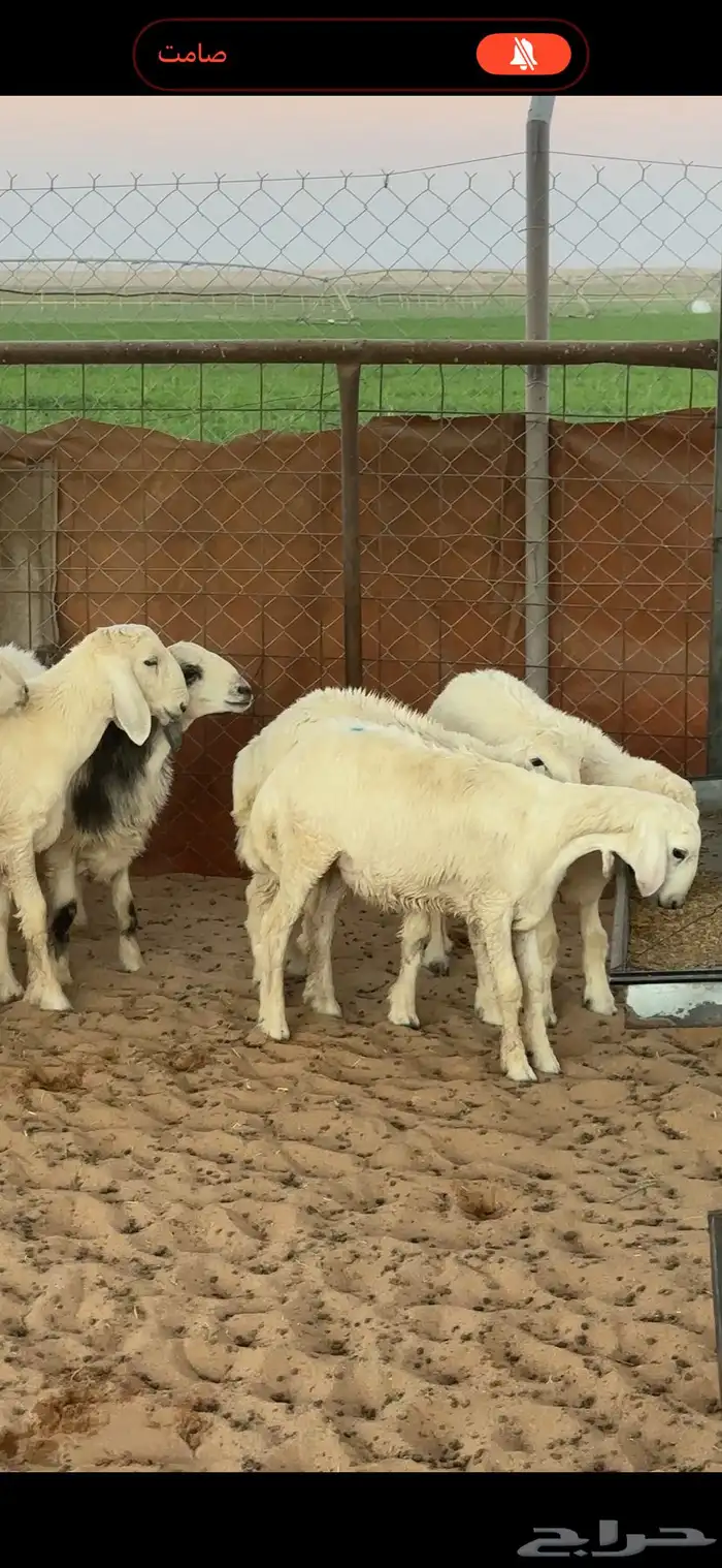 للبيع بهم العدد 24 2