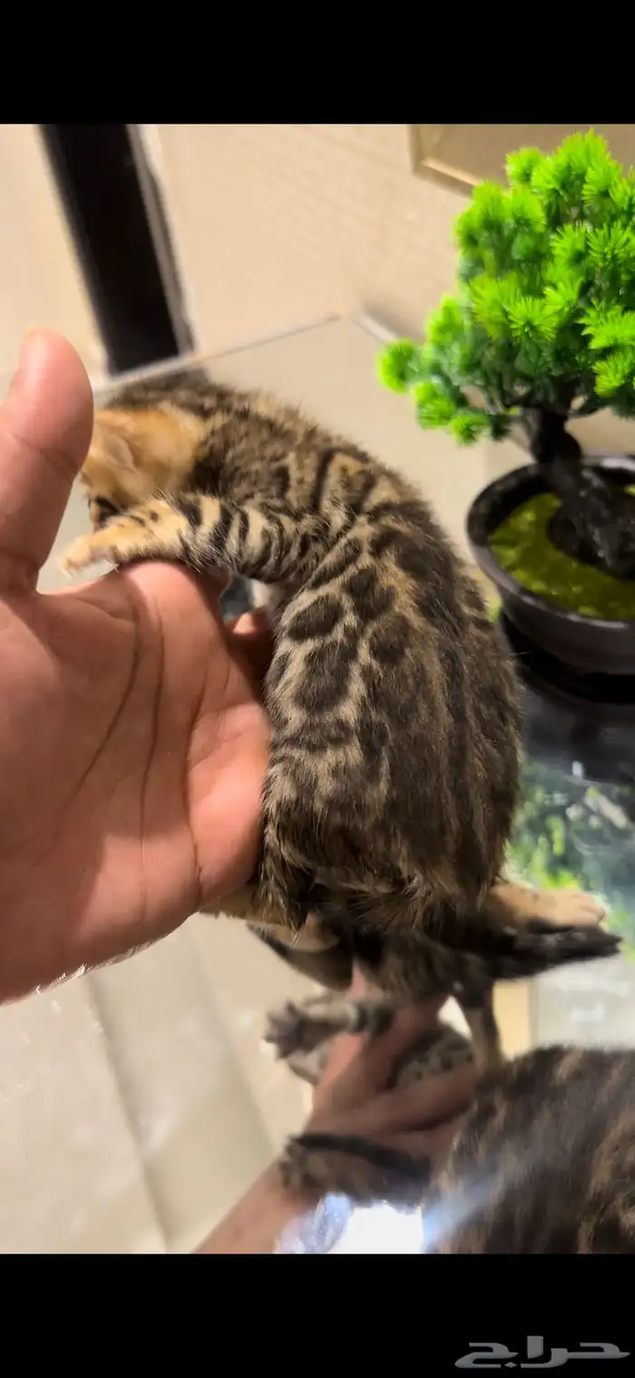 قطط بنغال براون مستويات قوية متبقي ذكر وانثى 0
