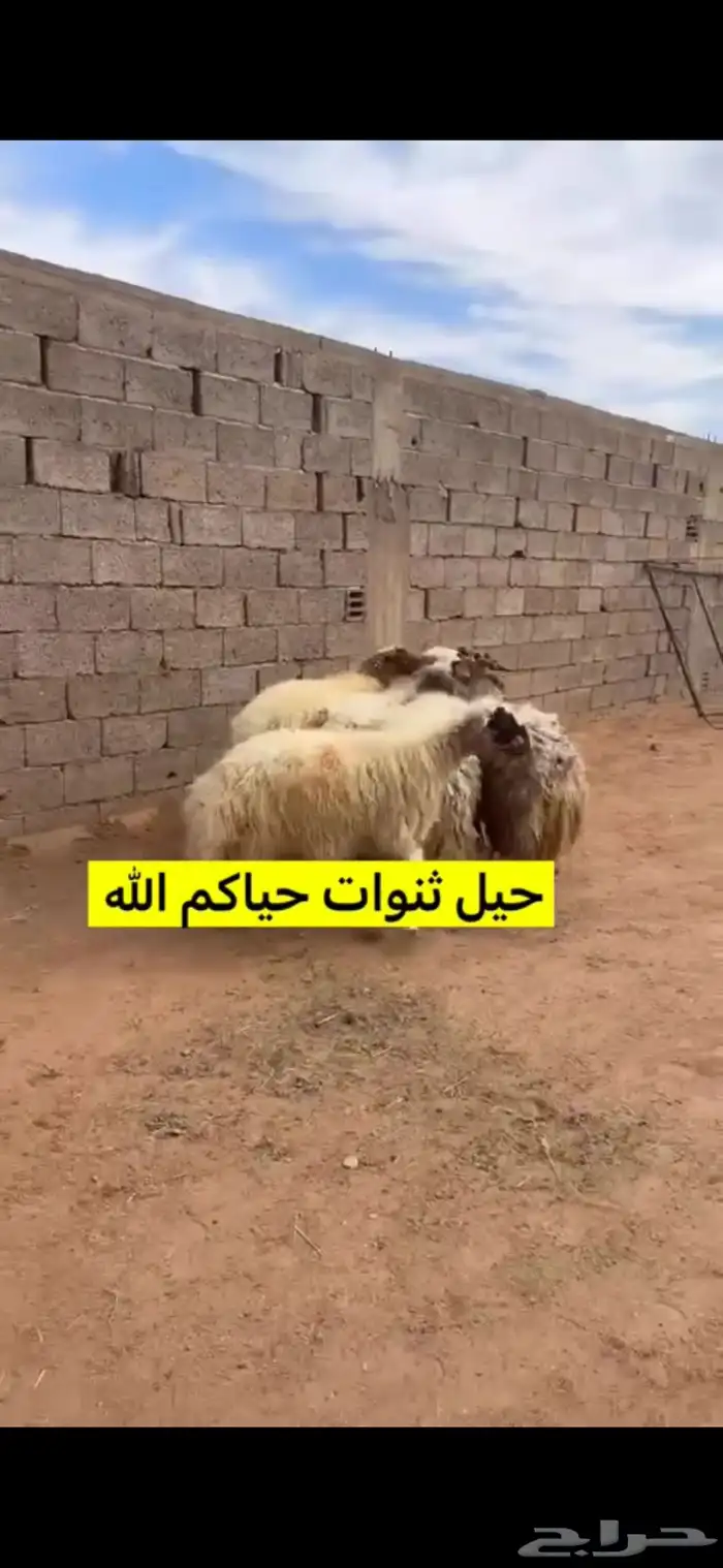 غنم نعيم حيل للبيع 0