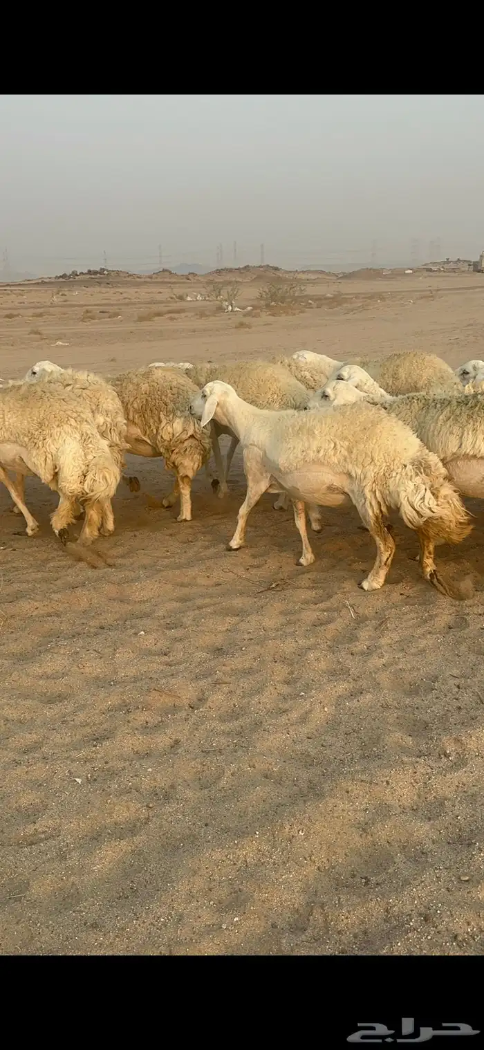 غنم حرية رخال مراح واحد وسم واحد 47 تحتها 1 4