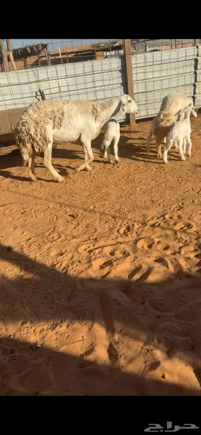 للبيع شياهه حريات صنف ولد 0