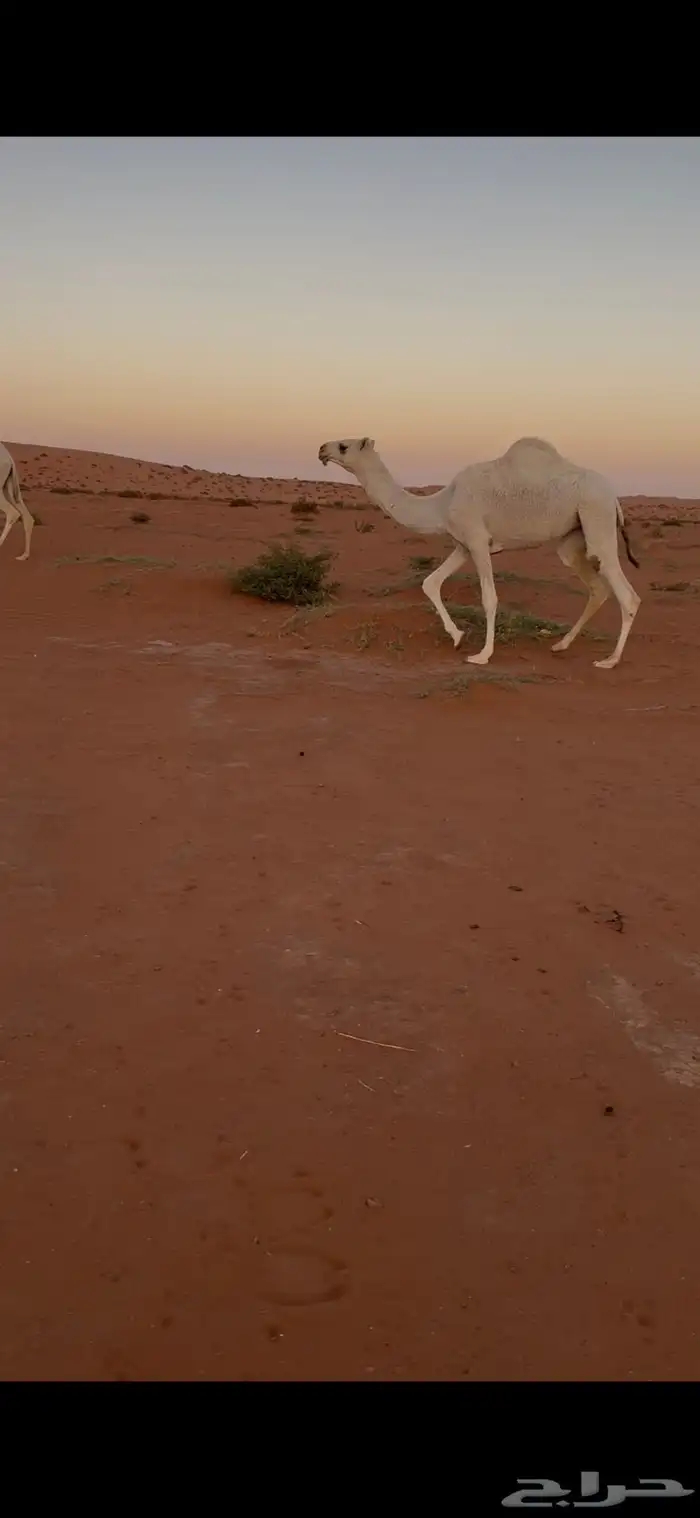 للبيع بكار مفاريد طيبات ومنوت القاني 0