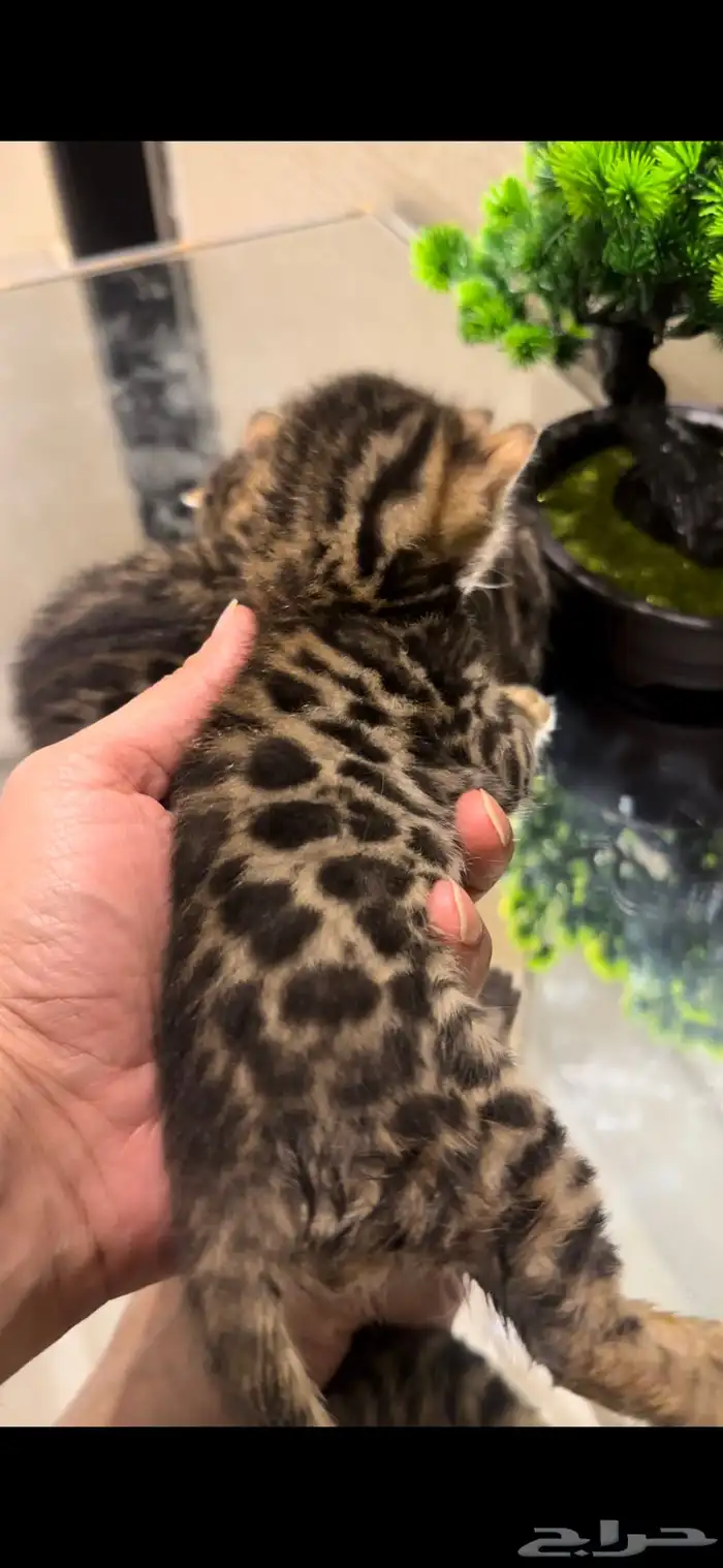 قطط بنغال براون مستويات قوية متبقي ذكر وانثى 6