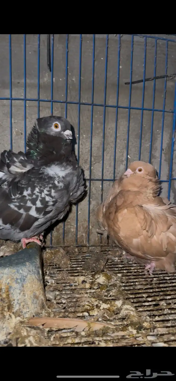 حمام زينه 33