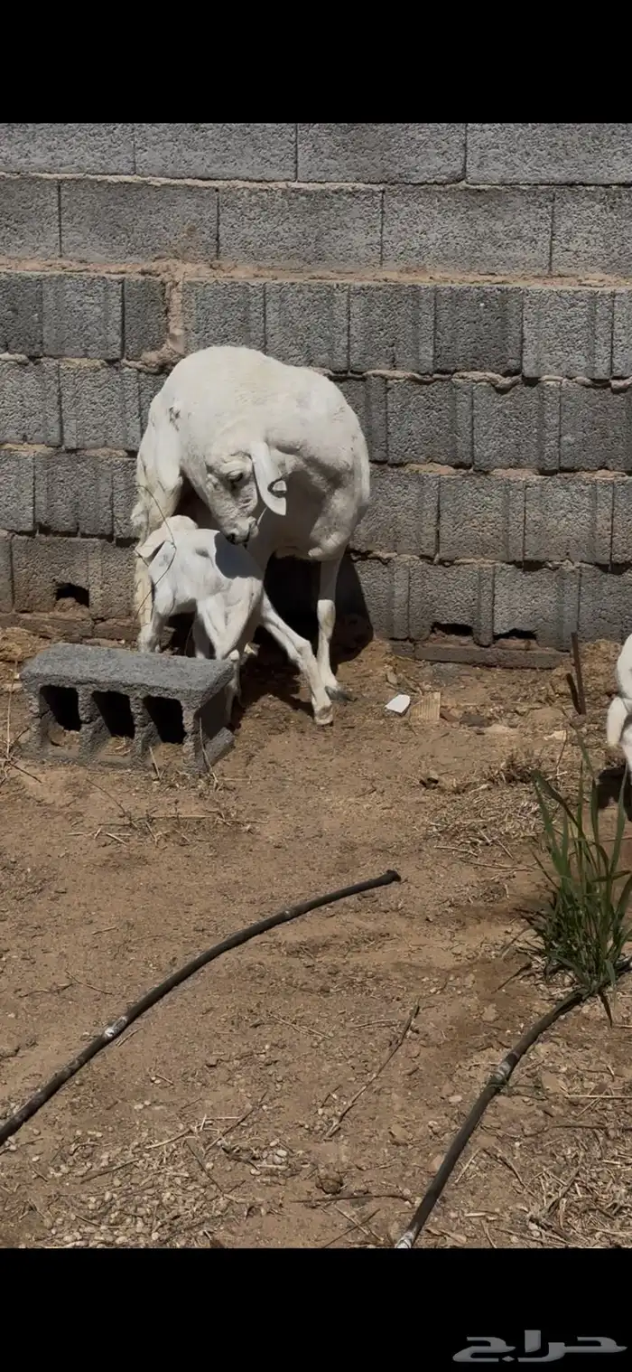 نعجه حريه والد توم 3