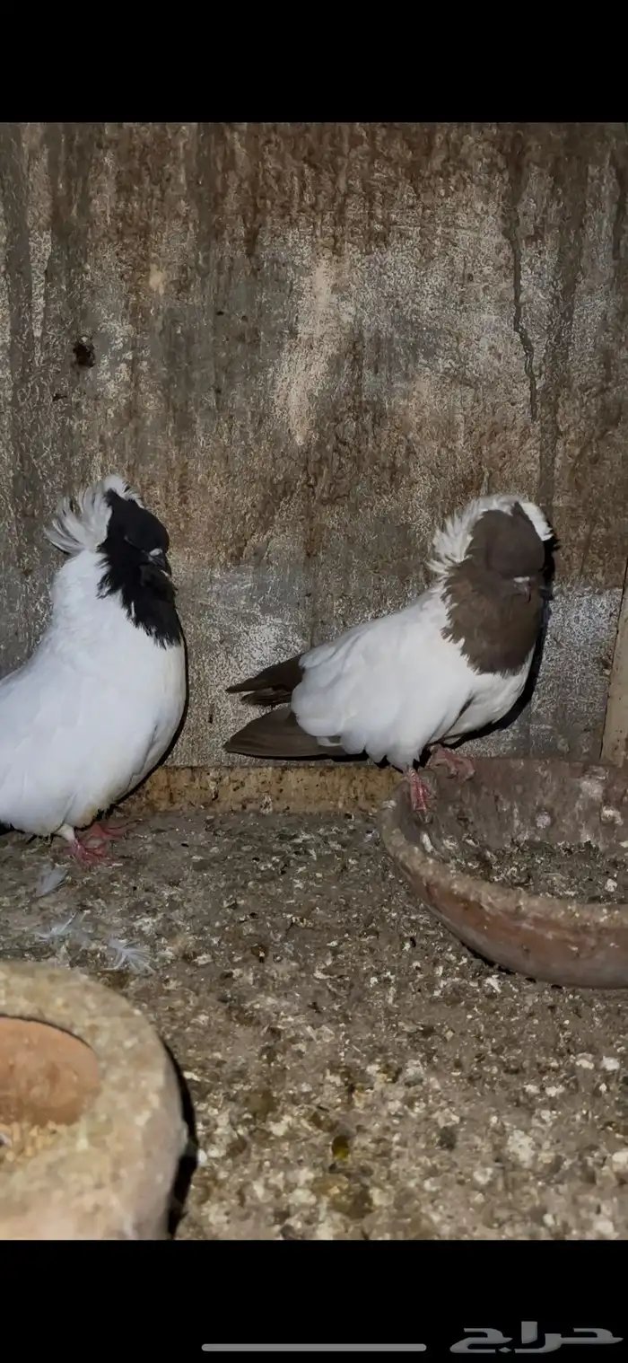 حمام زينه 28