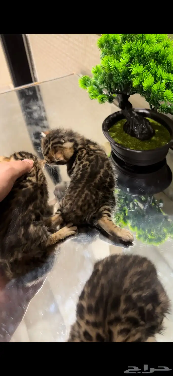 قطط بنغال براون مستويات قوية متبقي ذكر وانثى 8