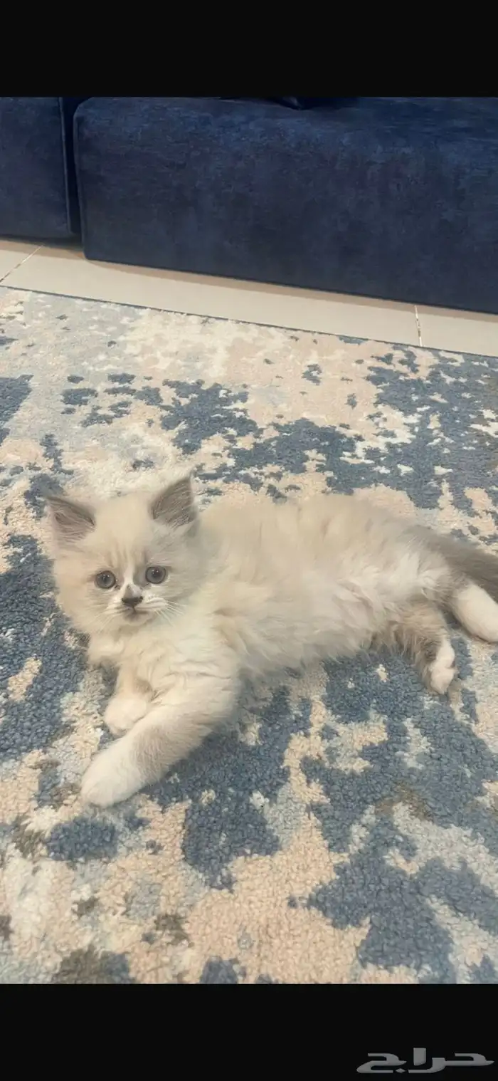 قطه انثى راغدول 2