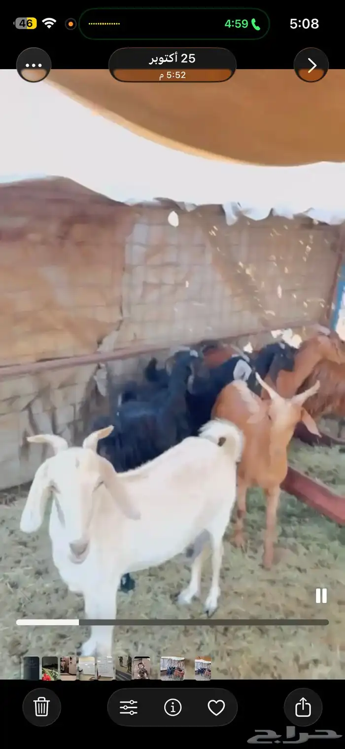 معزا مضاريع 0