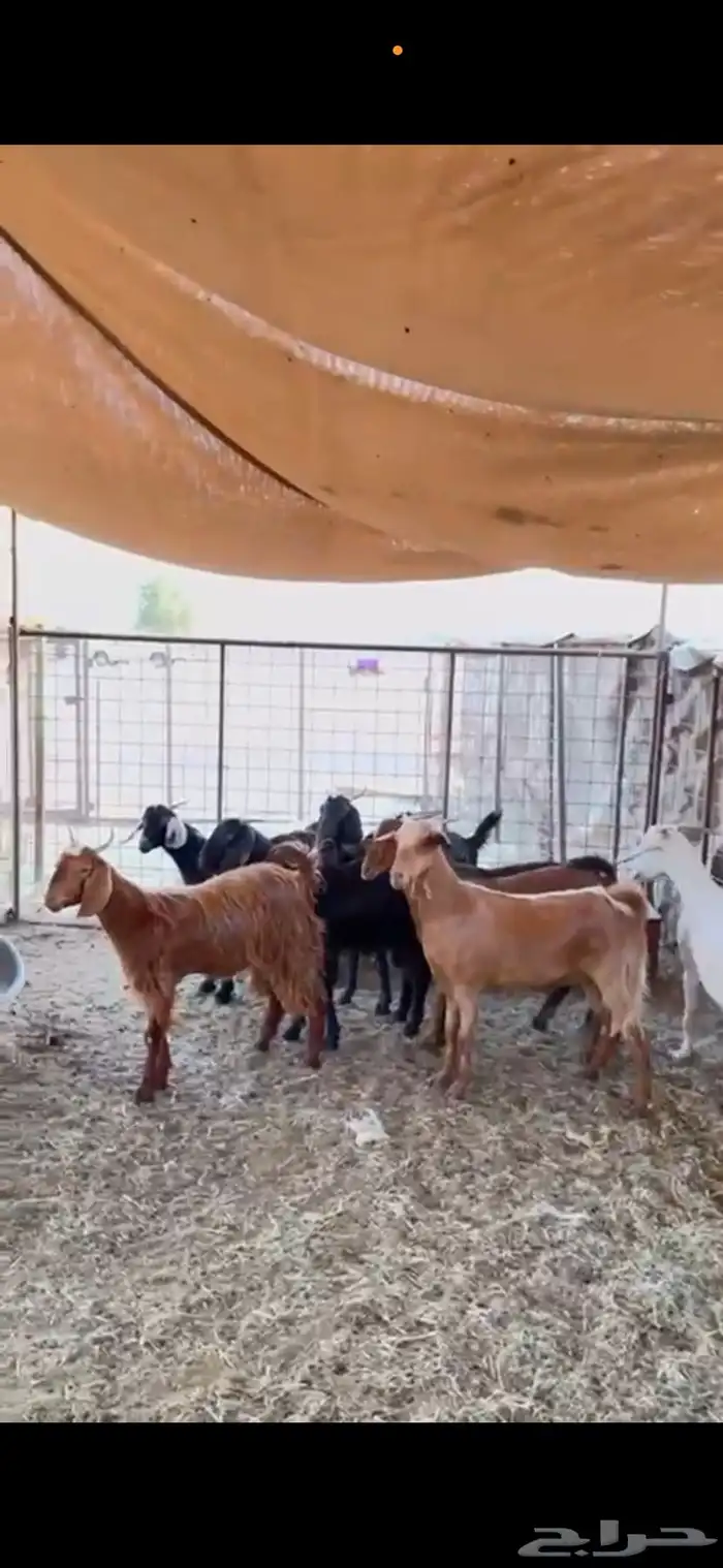 معزا مضاريع 2