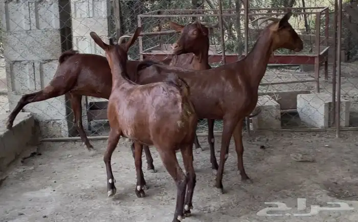 معزا دهم صنف ماشاء الله تم البيييع 12