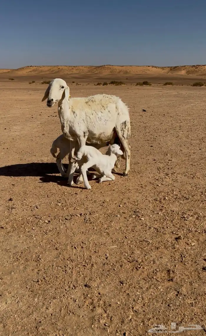 للبيع خلفه حريه 3