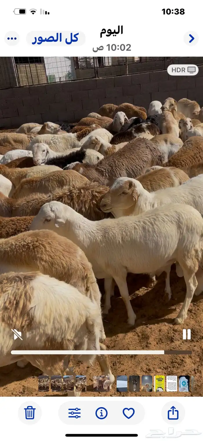 80 خاروف دانكلي رفيدي مستورد مربوط فوق 3 شهور لحمه طيبه 2