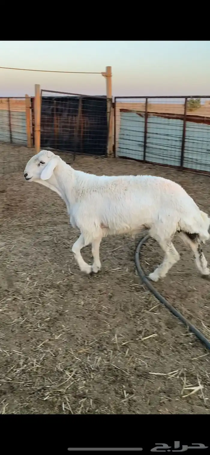 طلي حري خصم الخصم ارتفاع وراس ملكي 0