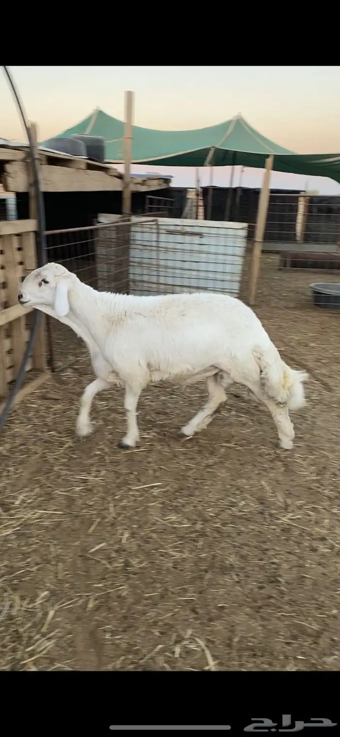 طلي حري خصم الخصم ارتفاع وراس ملكي 1