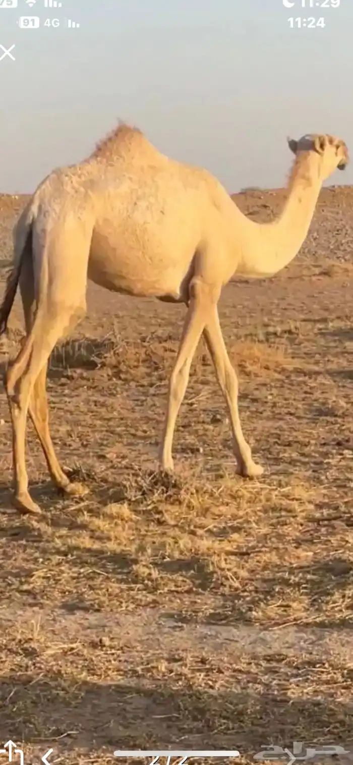 بكرة مفرودة شقحة 0