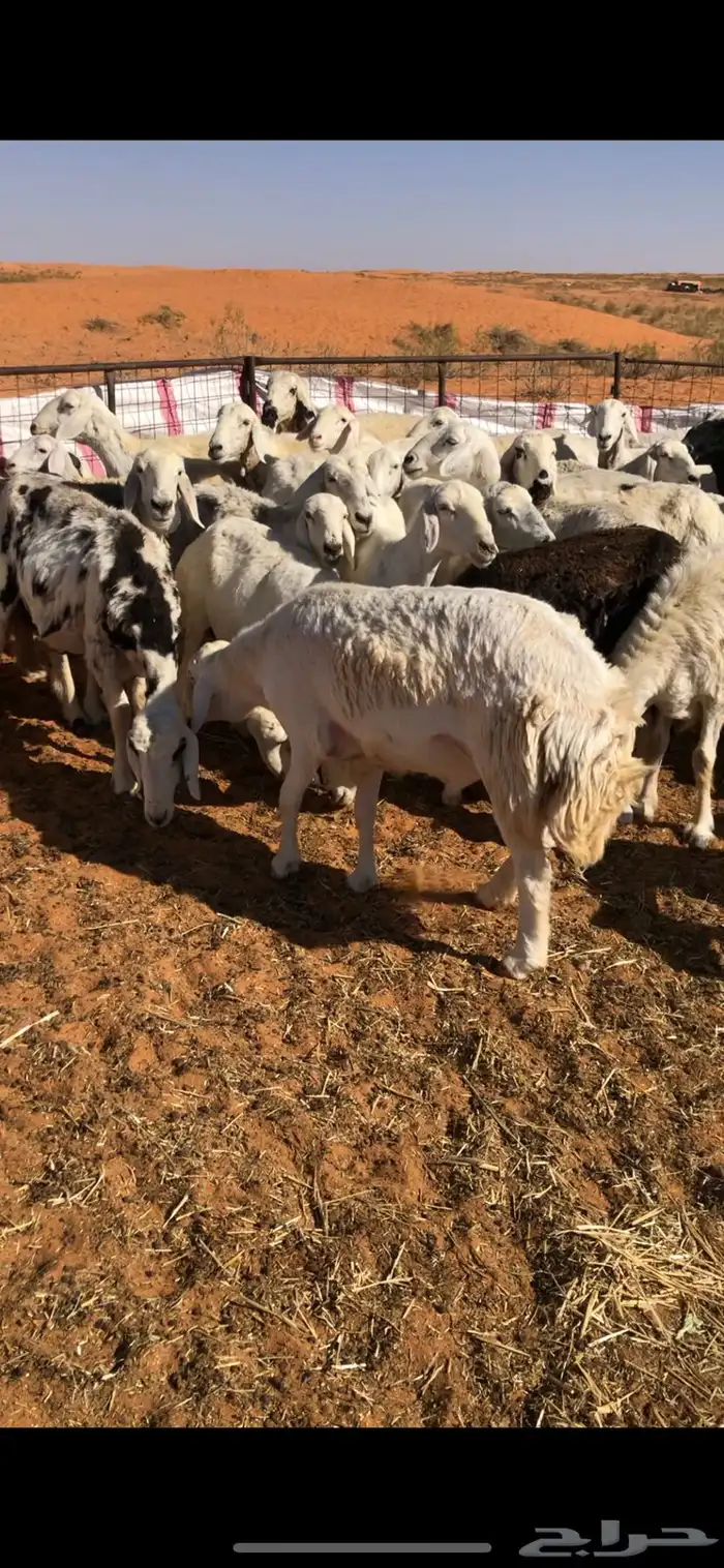 للبيع غنم مراح 2